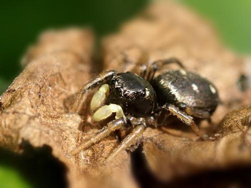 Heliophanus cupreus
